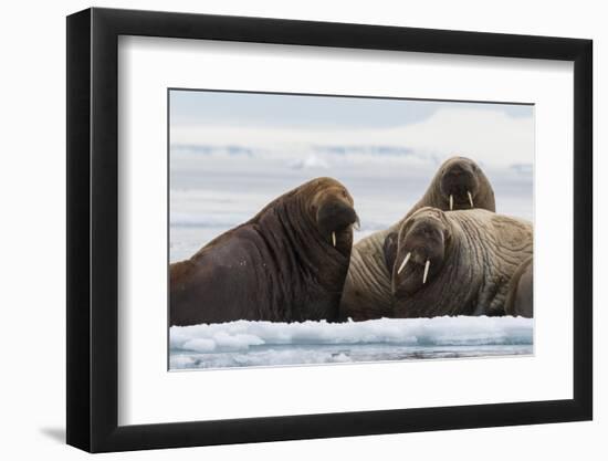 Atlantic walruses, Vibebukta, Austfonna, Nordaustlandet, Svalbard Islands, Norway.-Sergio Pitamitz-Framed Photographic Print