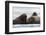 Atlantic walruses, Vibebukta, Austfonna, Nordaustlandet, Svalbard Islands, Norway.-Sergio Pitamitz-Framed Photographic Print