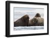 Atlantic walruses, Vibebukta, Austfonna, Nordaustlandet, Svalbard Islands, Norway.-Sergio Pitamitz-Framed Photographic Print
