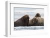 Atlantic walruses, Vibebukta, Austfonna, Nordaustlandet, Svalbard Islands, Norway.-Sergio Pitamitz-Framed Photographic Print