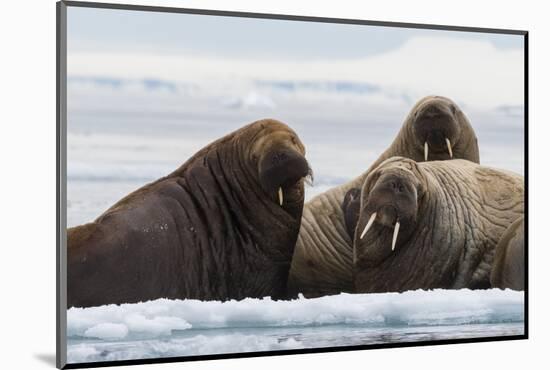 Atlantic walruses, Vibebukta, Austfonna, Nordaustlandet, Svalbard Islands, Norway.-Sergio Pitamitz-Mounted Photographic Print