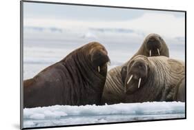 Atlantic walruses, Vibebukta, Austfonna, Nordaustlandet, Svalbard Islands, Norway.-Sergio Pitamitz-Mounted Photographic Print