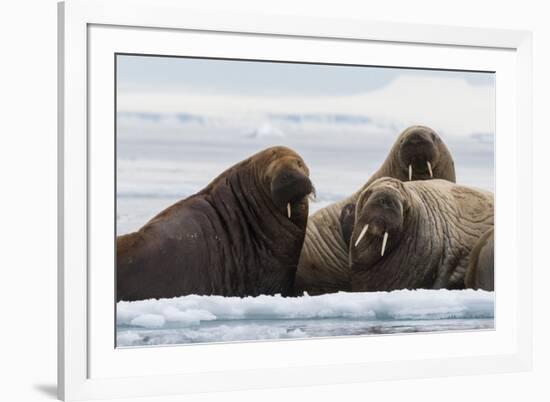 Atlantic walruses, Vibebukta, Austfonna, Nordaustlandet, Svalbard Islands, Norway.-Sergio Pitamitz-Framed Photographic Print