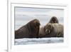 Atlantic walruses, Vibebukta, Austfonna, Nordaustlandet, Svalbard Islands, Norway.-Sergio Pitamitz-Framed Photographic Print