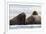 Atlantic walruses, Vibebukta, Austfonna, Nordaustlandet, Svalbard Islands, Norway.-Sergio Pitamitz-Framed Photographic Print