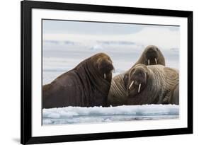 Atlantic walruses, Vibebukta, Austfonna, Nordaustlandet, Svalbard Islands, Norway.-Sergio Pitamitz-Framed Photographic Print