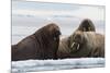 Atlantic walruses, Vibebukta, Austfonna, Nordaustlandet, Svalbard Islands, Norway.-Sergio Pitamitz-Mounted Photographic Print