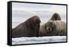 Atlantic walruses, Vibebukta, Austfonna, Nordaustlandet, Svalbard Islands, Norway.-Sergio Pitamitz-Framed Stretched Canvas