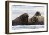 Atlantic walruses, Vibebukta, Austfonna, Nordaustlandet, Svalbard Islands, Norway.-Sergio Pitamitz-Framed Photographic Print