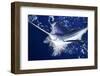 Atlantic White Marlin Big Game Sport Fishing over Blue Ocean Saltwater-holbox-Framed Photographic Print