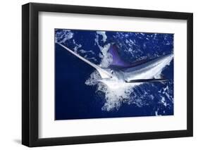 Atlantic White Marlin Big Game Sport Fishing over Blue Ocean Saltwater-holbox-Framed Photographic Print