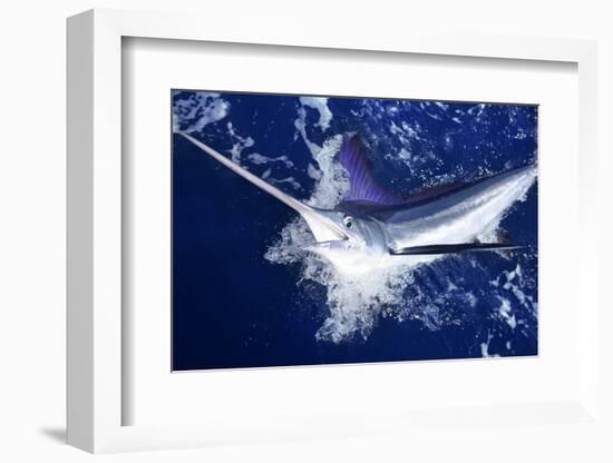 Atlantic White Marlin Big Game Sport Fishing over Blue Ocean Saltwater-holbox-Framed Photographic Print