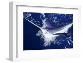 Atlantic White Marlin Big Game Sport Fishing over Blue Ocean Saltwater-holbox-Framed Photographic Print