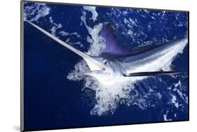 Atlantic White Marlin Big Game Sport Fishing over Blue Ocean Saltwater-holbox-Mounted Photographic Print