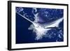 Atlantic White Marlin Big Game Sport Fishing over Blue Ocean Saltwater-holbox-Framed Photographic Print