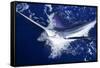 Atlantic White Marlin Big Game Sport Fishing over Blue Ocean Saltwater-holbox-Framed Stretched Canvas