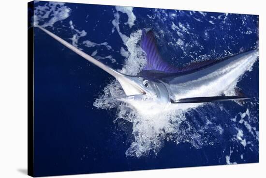 Atlantic White Marlin Big Game Sport Fishing over Blue Ocean Saltwater-holbox-Stretched Canvas