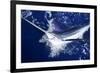 Atlantic White Marlin Big Game Sport Fishing over Blue Ocean Saltwater-holbox-Framed Photographic Print