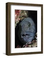 Atlantic Wolf Fish (Anarhichas Lupus) in a Rock Crevice, Berwickshire, Scotland, UK, August-Linda Pitkin-Framed Photographic Print