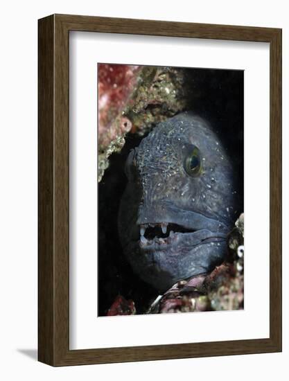 Atlantic Wolf Fish (Anarhichas Lupus) in a Rock Crevice, Berwickshire, Scotland, UK, August-Linda Pitkin-Framed Photographic Print