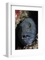 Atlantic Wolf Fish (Anarhichas Lupus) in a Rock Crevice, Berwickshire, Scotland, UK, August-Linda Pitkin-Framed Photographic Print