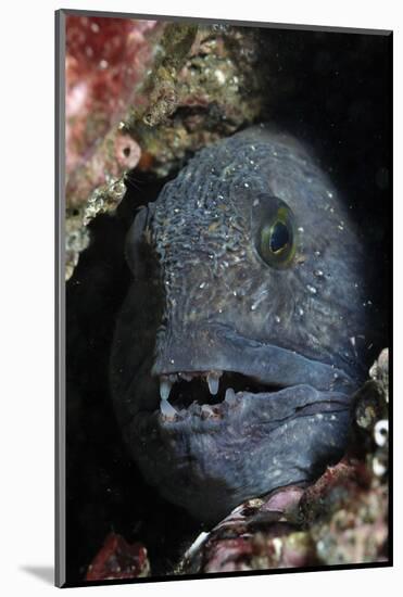 Atlantic Wolf Fish (Anarhichas Lupus) in a Rock Crevice, Berwickshire, Scotland, UK, August-Linda Pitkin-Mounted Photographic Print