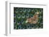 Atlas Giant Silk Moth on Peacock Tail Feather Design-Darrell Gulin-Framed Photographic Print