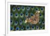 Atlas Giant Silk Moth on Peacock Tail Feather Design-Darrell Gulin-Framed Photographic Print