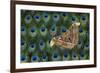 Atlas Giant Silk Moth on Peacock Tail Feather Design-Darrell Gulin-Framed Photographic Print