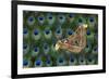 Atlas Giant Silk Moth on Peacock Tail Feather Design-Darrell Gulin-Framed Photographic Print