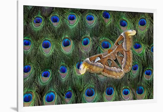 Atlas Giant Silk Moth on Peacock Tail Feather Design-Darrell Gulin-Framed Photographic Print