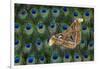 Atlas Giant Silk Moth on Peacock Tail Feather Design-Darrell Gulin-Framed Photographic Print