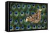 Atlas Giant Silk Moth on Peacock Tail Feather Design-Darrell Gulin-Framed Stretched Canvas