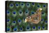 Atlas Giant Silk Moth on Peacock Tail Feather Design-Darrell Gulin-Stretched Canvas