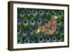 Atlas Giant Silk Moth on Peacock Tail Feather Design-Darrell Gulin-Framed Photographic Print