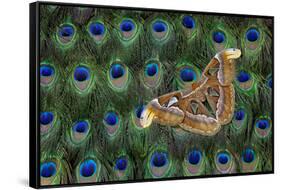 Atlas Giant Silk Moth on Peacock Tail Feather Design-Darrell Gulin-Framed Stretched Canvas