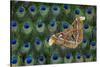 Atlas Giant Silk Moth on Peacock Tail Feather Design-Darrell Gulin-Stretched Canvas