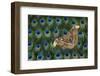 Atlas Giant Silk Moth on Peacock Tail Feather Design-Darrell Gulin-Framed Premium Photographic Print