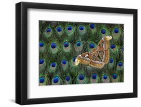 Atlas Giant Silk Moth on Peacock Tail Feather Design-Darrell Gulin-Framed Premium Photographic Print