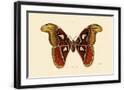 Chelsea Black