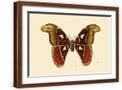 Brown Frame