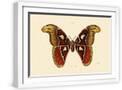 White Frame