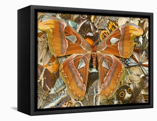 Atlas Moth Above Other Moths and Butterflies-Darrell Gulin-Framed Stretched Canvas