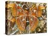 Atlas Moth Above Other Moths and Butterflies-Darrell Gulin-Stretched Canvas