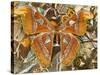 Atlas Moth Above Other Moths and Butterflies-Darrell Gulin-Stretched Canvas