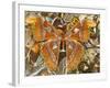 Atlas Moth Above Other Moths and Butterflies-Darrell Gulin-Framed Photographic Print