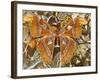 Atlas Moth Above Other Moths and Butterflies-Darrell Gulin-Framed Photographic Print