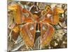 Atlas Moth Above Other Moths and Butterflies-Darrell Gulin-Mounted Photographic Print