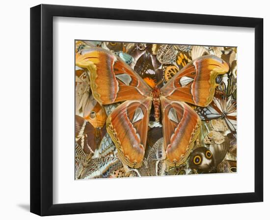 Atlas Moth Above Other Moths and Butterflies-Darrell Gulin-Framed Photographic Print