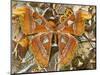 Atlas Moth Above Other Moths and Butterflies-Darrell Gulin-Mounted Photographic Print